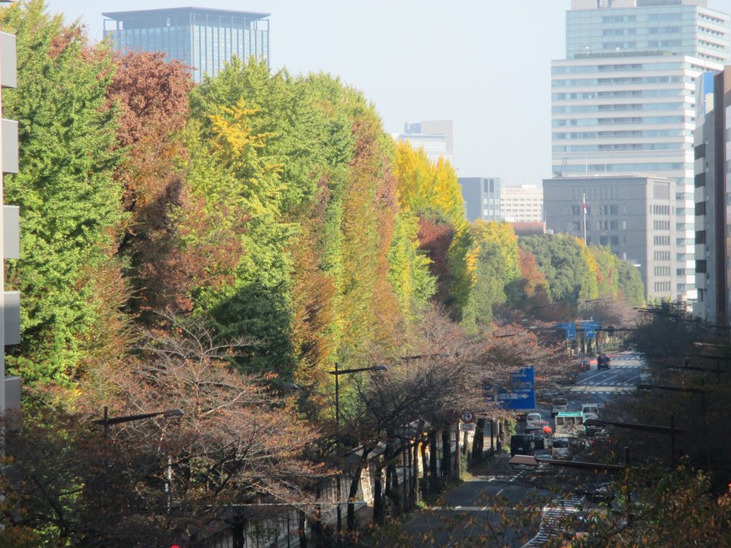 秋の靖国神社の木々２-1